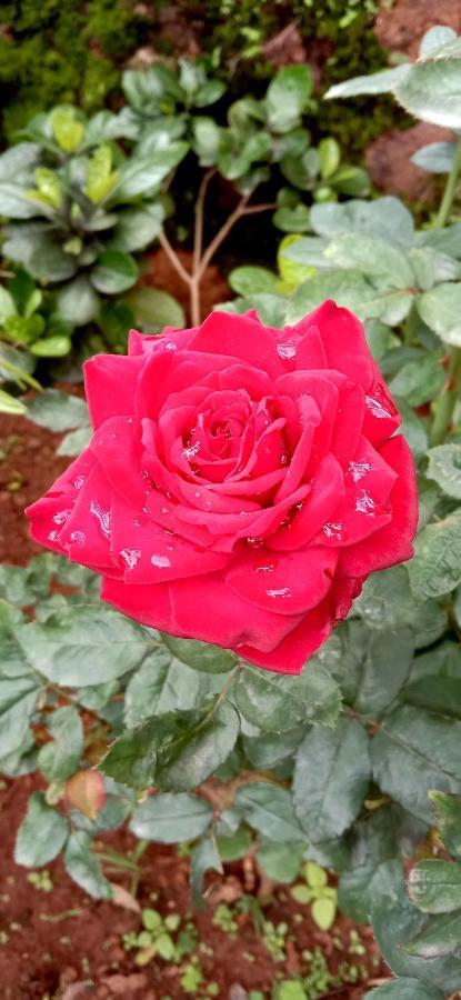 Dadaji Villa Panchgani Ngoại thất bức ảnh